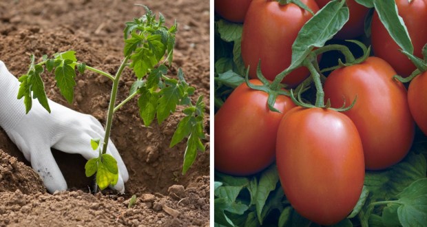 Трик в зеленчуковата градина за богата реколта от домати