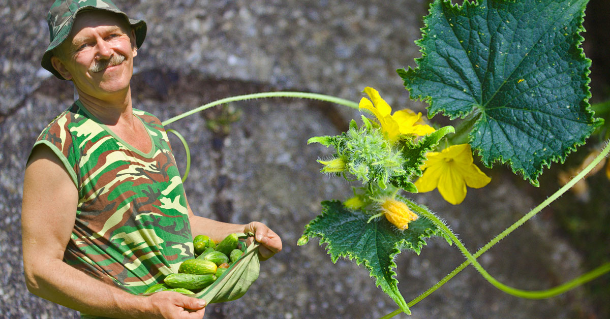 С тези трикове в градината ще имате гарантирано богата реколта от краставици
