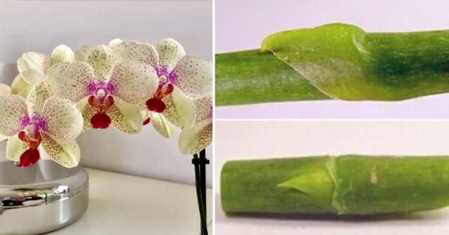 Ето как от стария цветонос си отглеждам по 10 нови орхидеи