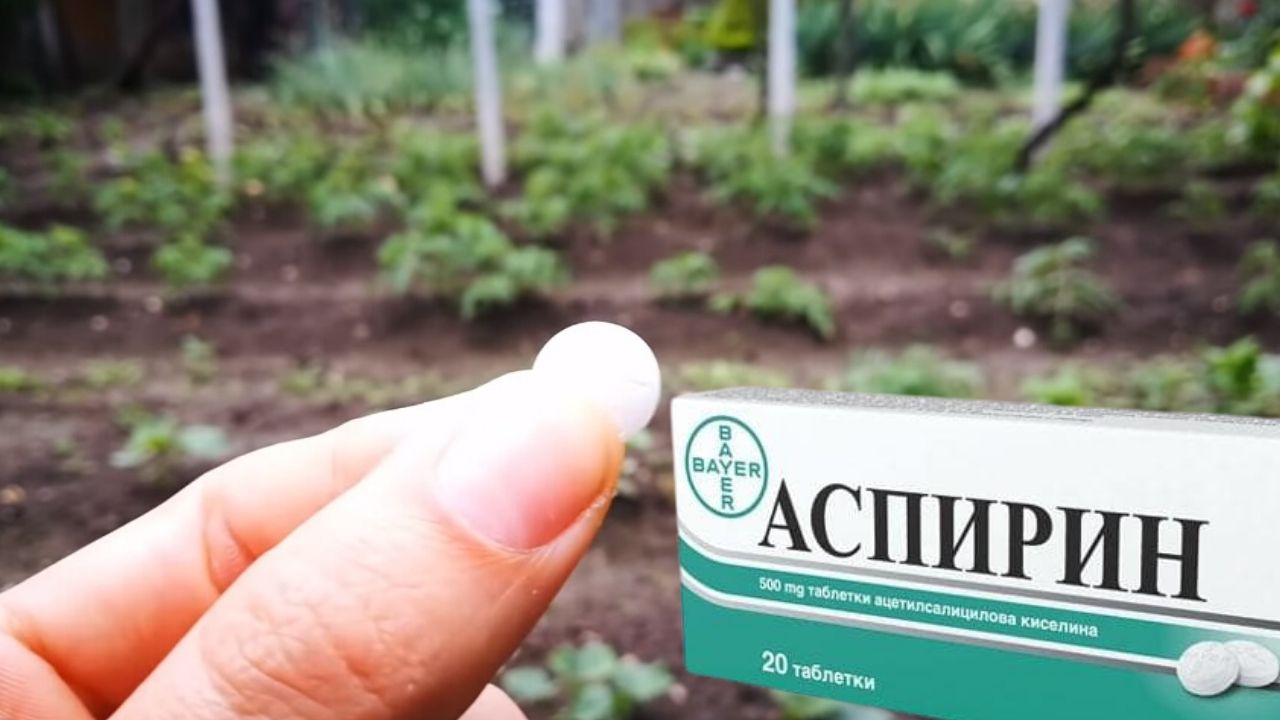 Тайната на опитните градинари: Аспирин за по-висок добив на домати