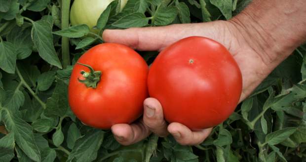 3-4 литра на квадрат – толкова стига, за да зреят доматите по-бързо и да са натежали от плод!