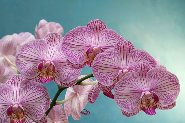 Ето как от стария цветонос си отглеждам по 10 нови орхидеи – у дома е малка приказка
