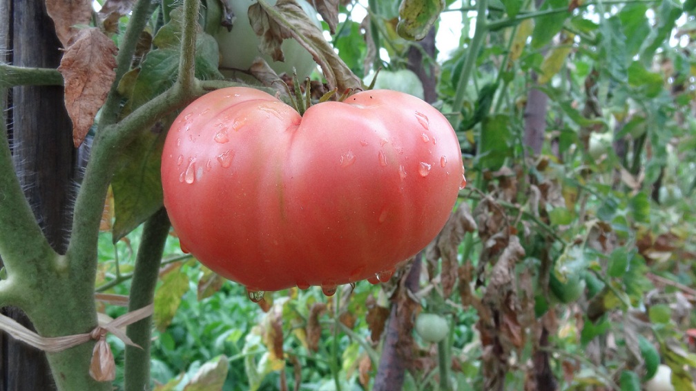 Леля Цанка от Гложене ни даде безценни съвети и показа как отглежда гигантските си розови домати
